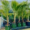 Cocos Nucifera (Coconut Palm)
