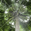 Cocos Nucifera (Coconut Palm)