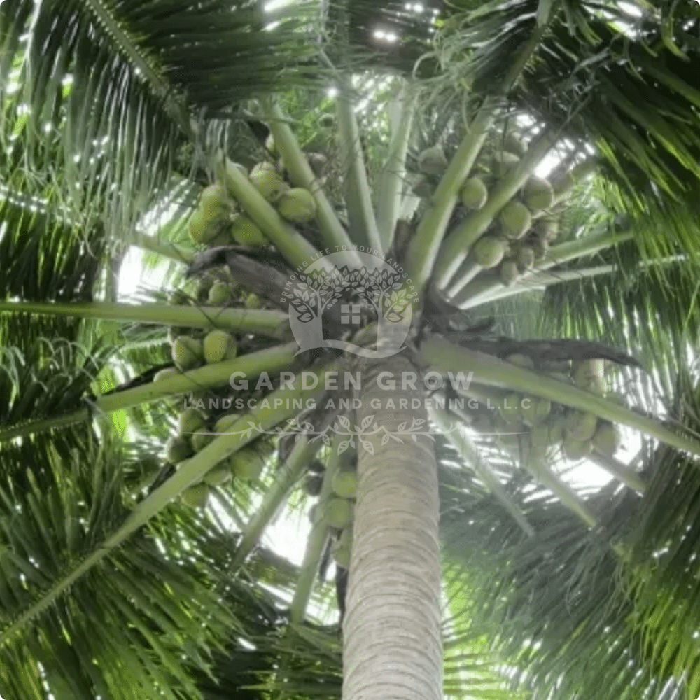 Cocos Nucifera (Coconut Palm)