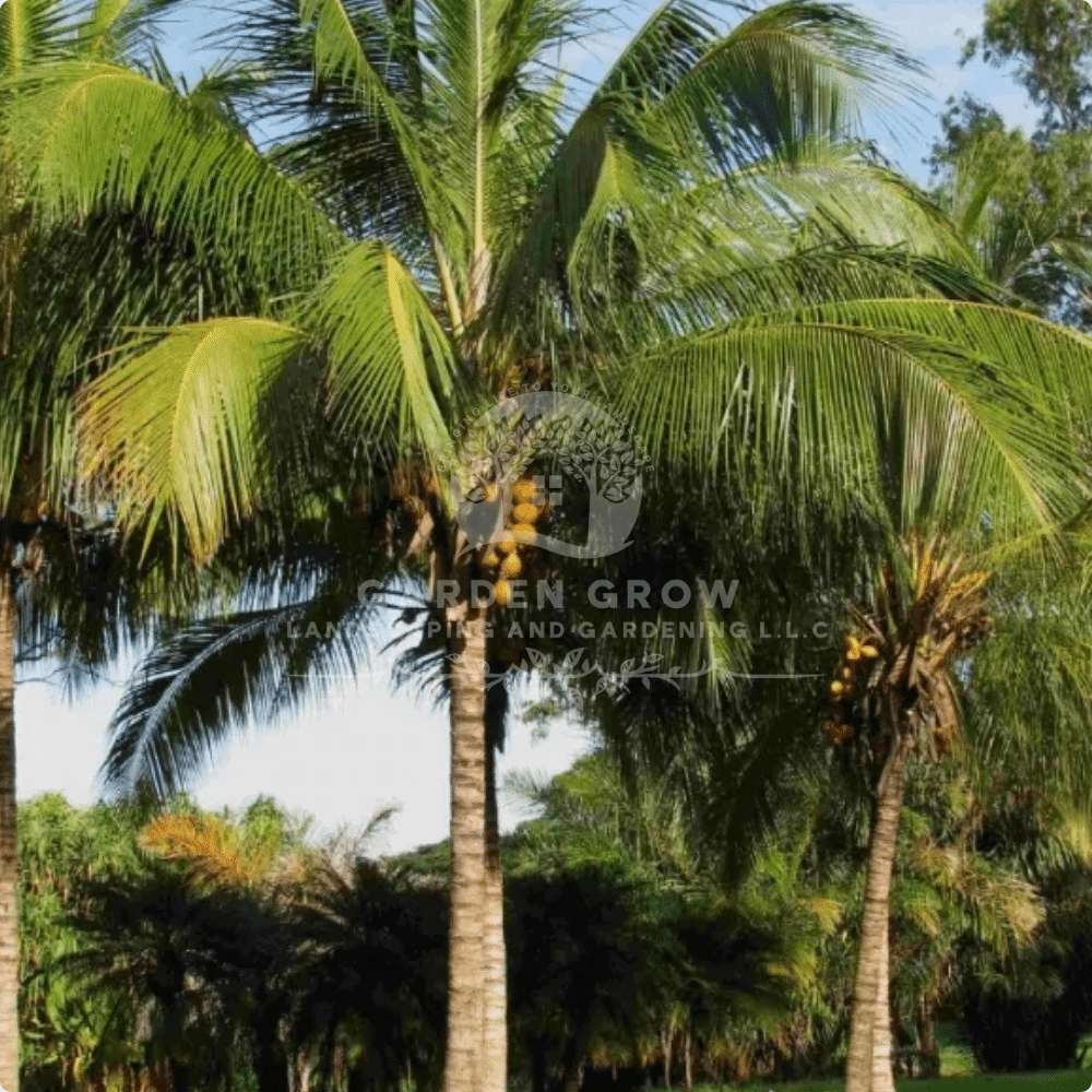 Cocos Nucifera (Coconut Palm)