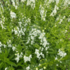 Cuphea Plumosus