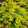 Duranta Dazzling
