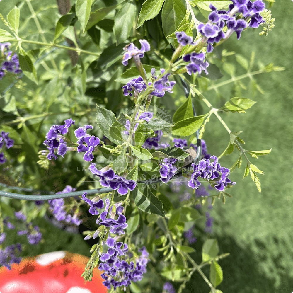 Duranta Dazzling