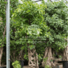 Ficus altissima (Council Tree)