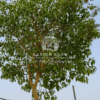 Ficus altissima (Council Tree)