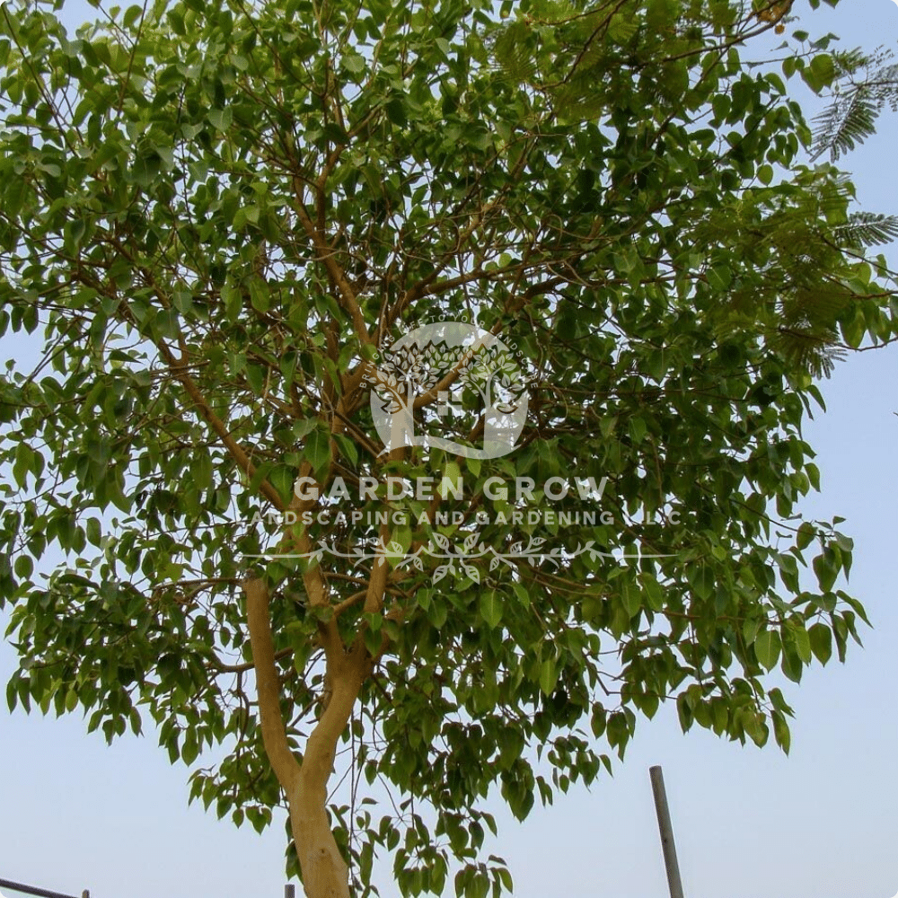 Ficus altissima (Council Tree)