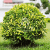 Ficus altissima (Council Tree)