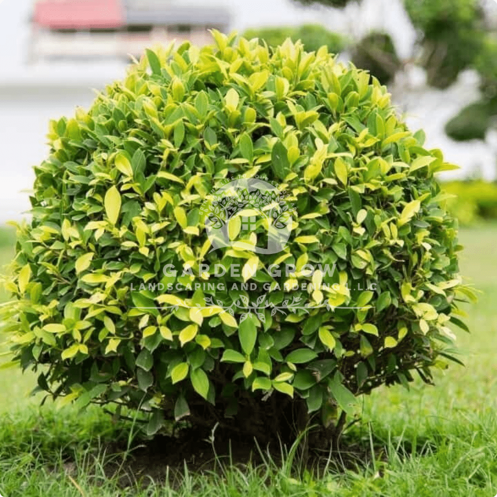 Ficus altissima (Council Tree)