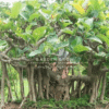 Ficus benghalensis (Banyan Tree)