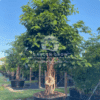 Ficus benghalensis (Banyan Tree)