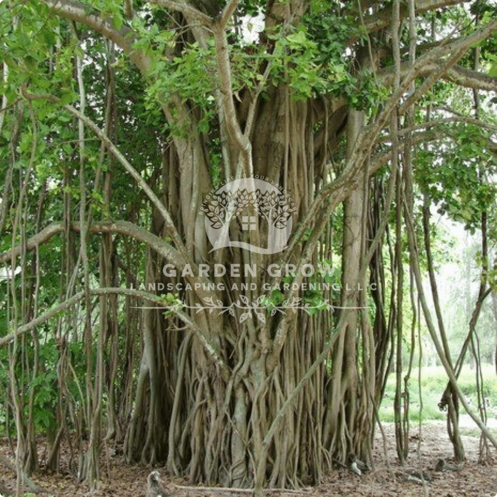 Ficus benghalensis (Banyan Tree)