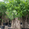 Ficus religiosa (Sacred Fig Tree)