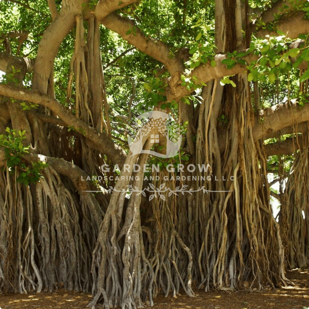 Ficus religiosa (Sacred Fig Tree)