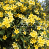 Gelsemium Sempervirens