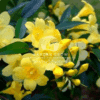 Gelsemium Sempervirens