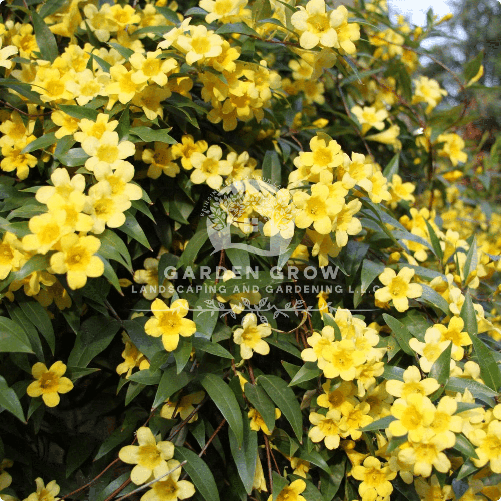 Gelsemium Sempervirens