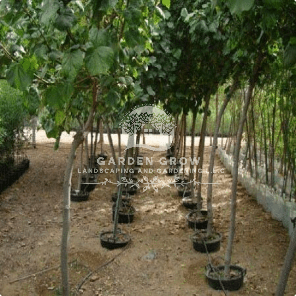 Hibiscus tiliaceus (Sea Hibiscus Tree)