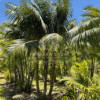 Howea Forsteriana (Kentia Palm)