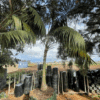 Howea Forsteriana (Kentia Palm)