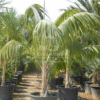 Howea Forsteriana (Kentia Palm)