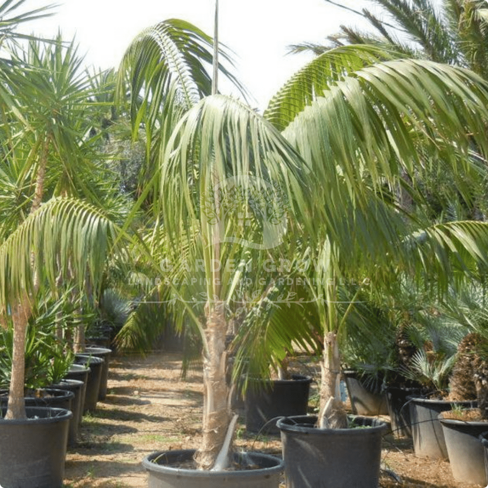 Howea Forsteriana (Kentia Palm)