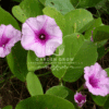 Ipomoea Biloba (Pes-Capri)