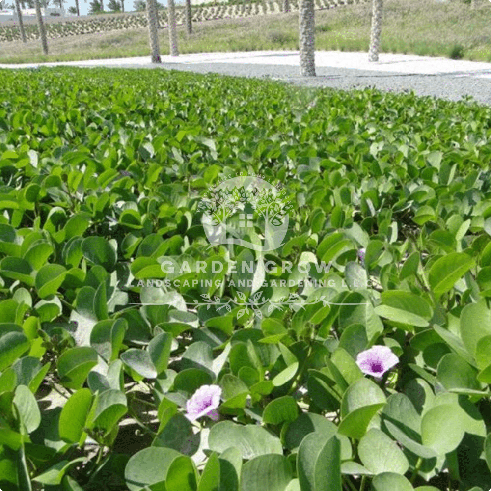 Ipomoea Biloba (Pes-Capri)