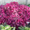 Iresine Lindenii