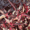 Iresine Lindenii