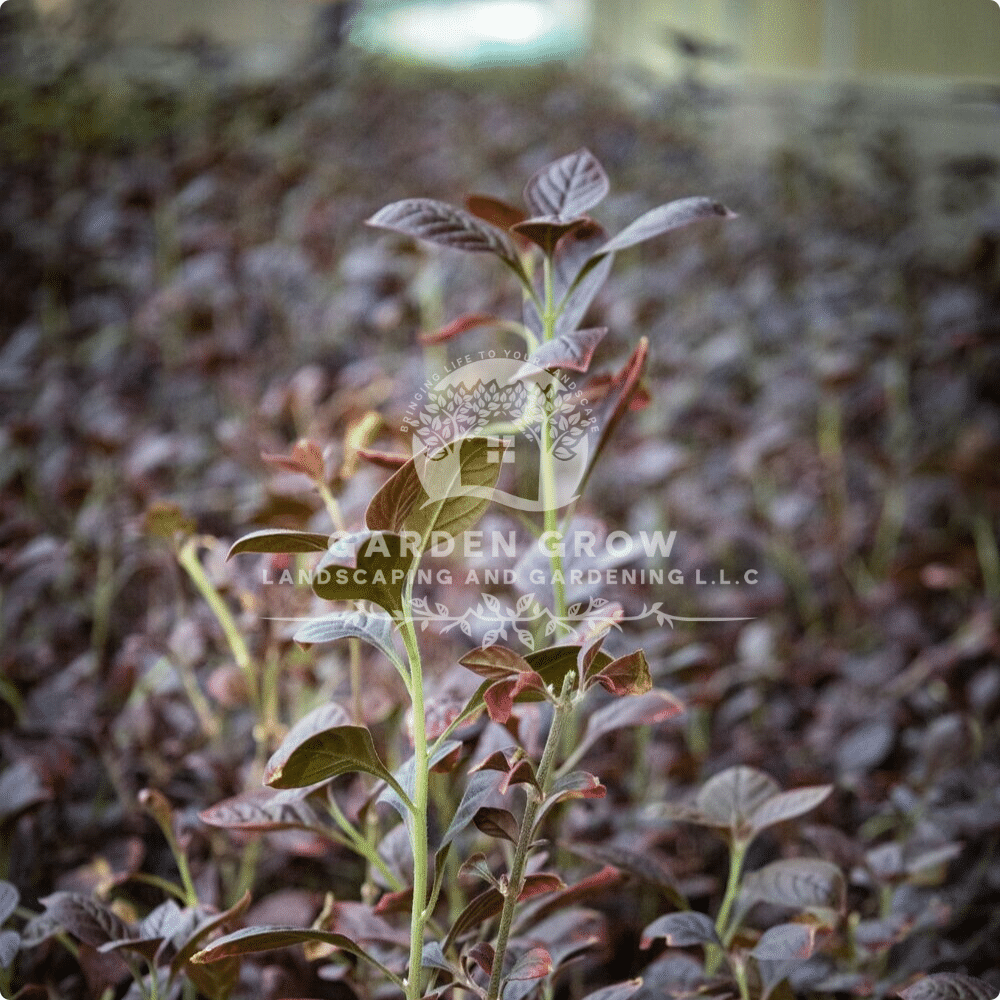 Iresine Lindenii
