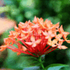 Ixora Chinensis