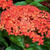 Ixora Chinensis