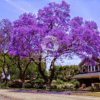 Jacaranda mimosifolia (Blue Jacaranda)