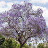 Jacaranda mimosifolia (Blue Jacaranda)