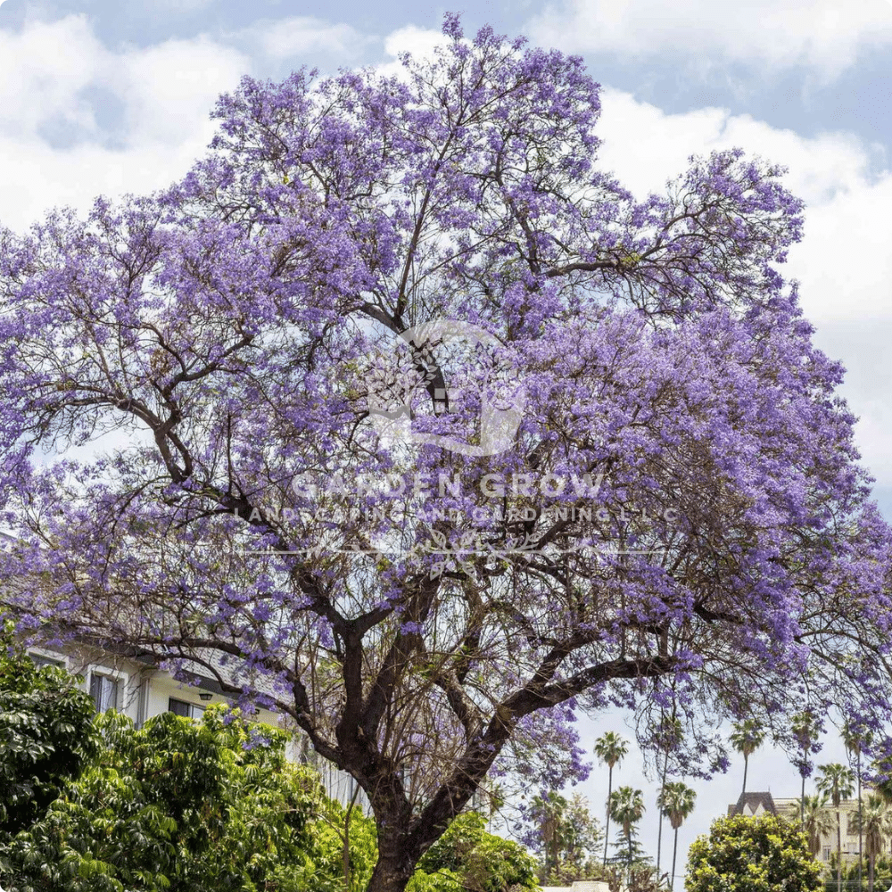 Jacaranda mimosifolia (Blue Jacaranda)