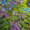 Jacaranda mimosifolia (Blue Jacaranda)