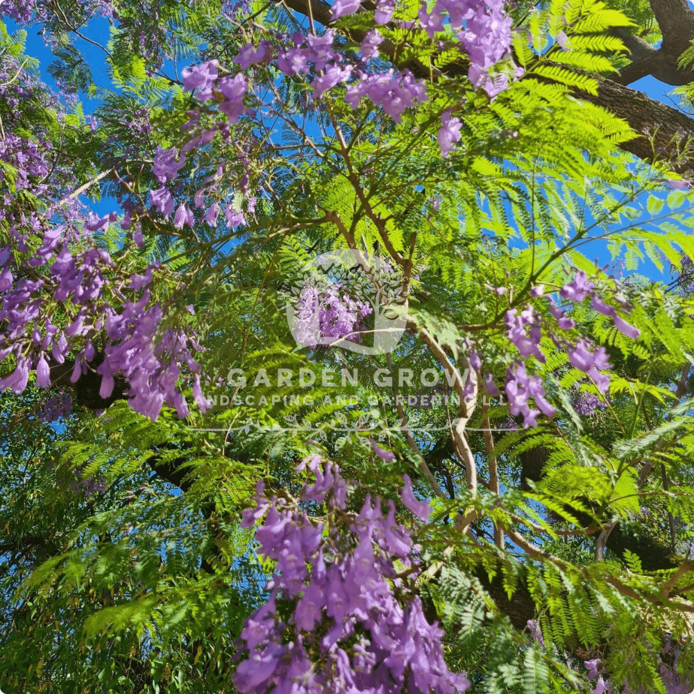Jacaranda mimosifolia (Blue Jacaranda)