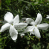 Jasminum Grandiflora