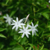 Jasminum Nitidum (Angel Wing Jasmine)