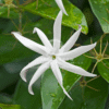 Jasminum Nitidum (Angel Wing Jasmine)