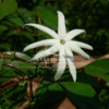 Jasminum Nitidum (Angel Wing Jasmine)