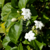 Jasminum Sambac