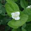 Jasminum Sambac