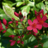 Jatropha Integrima