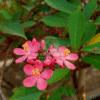 Jatropha Integrima