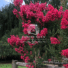 Lagerstroemia indica (Crepe Myrtle)