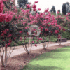 Lagerstroemia indica (Crepe Myrtle)