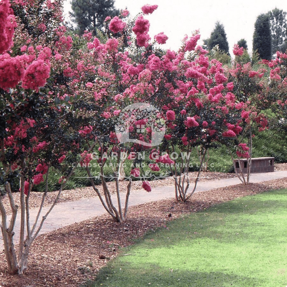 Lagerstroemia indica (Crepe Myrtle)