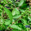 Lawsonia Inermis
