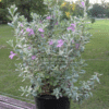 Leucophyllum Frutescens